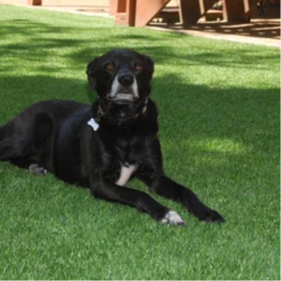 Black dog resting on a pet-friendly San Francisco artificial turf backyard lawn
