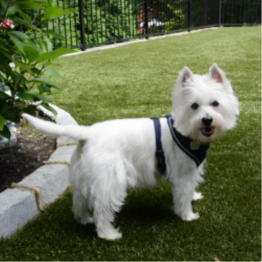 Pet Turf for Multi-Family Properties and Dog Parks in San Francisco