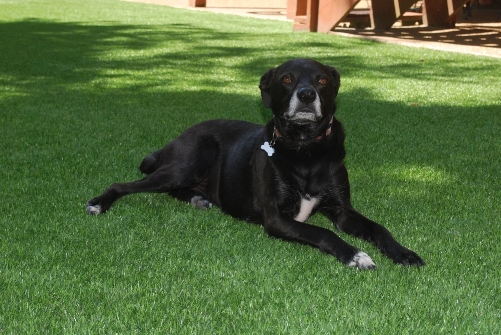 Black dog resting on a pet-friendly San Francisco artificial turf backyard lawn